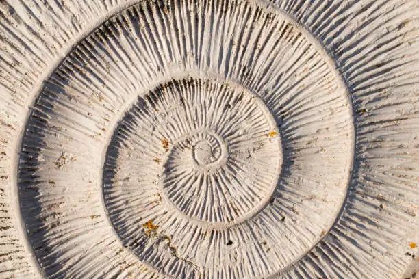 Photo of Patterns in nature. Spiral in shell. Background.