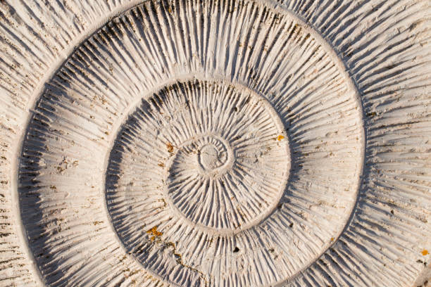 patterns in nature. spiral in shell. background. - sarmal deniz kabuğu illüstrasyonlar stok fotoğraflar ve resimler