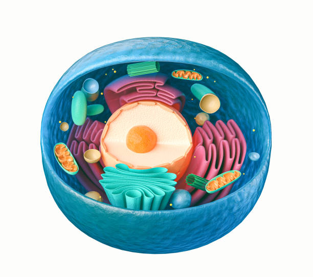 Our Best Animal Cell Structure Stock Photos, Pictures & Royalty-Free Images - iStock Our Best Animal Cell Structure Stock Photos, Pictures & Royalty-Free Images - iStock
