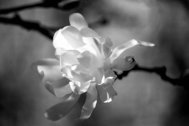 White magnolia stellata flower on tree branch in spring