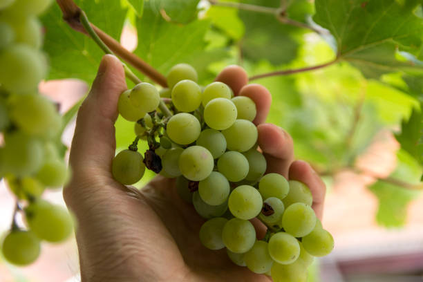 istock Man hand holding white grape on sunny summer day in vineyard 1337083234