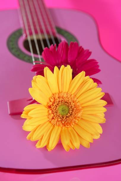 istock Hippie flower yellow pink gerbera on guitar 1337085044