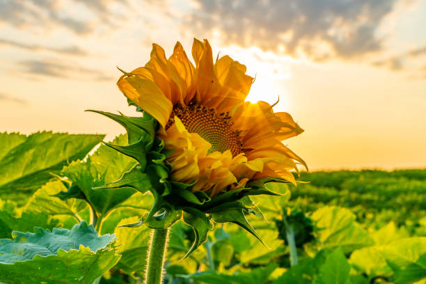 istock Sunflower Field at Sunset, Cookstown, Ontario, Canada. 1337085196