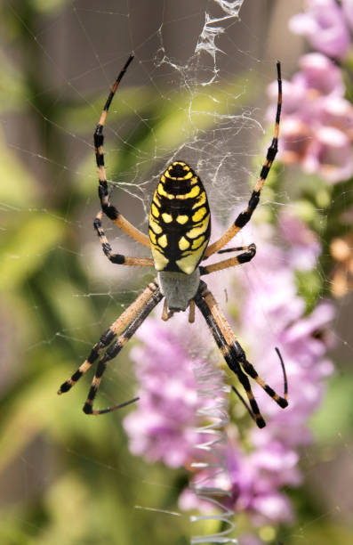 Yellow Garden Spider Waits for a Meal stock photo