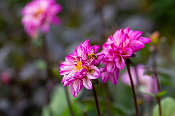 Eine Bee auf Dahlien – Foto