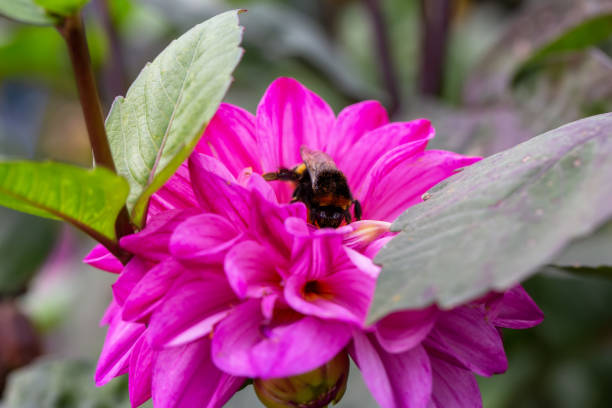 Eine Bee auf Dahlien – Foto