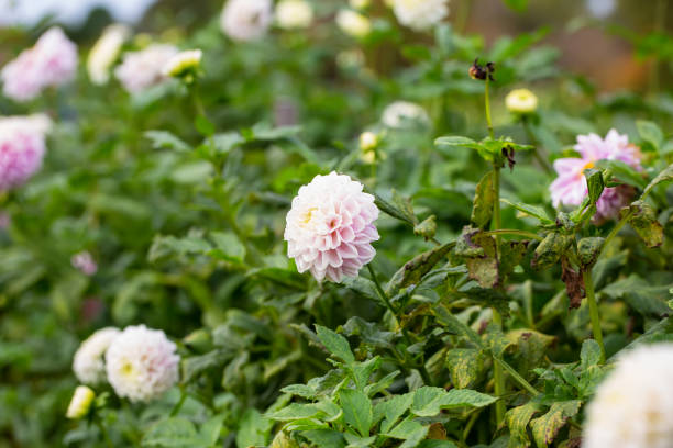 Dahlias - Photo