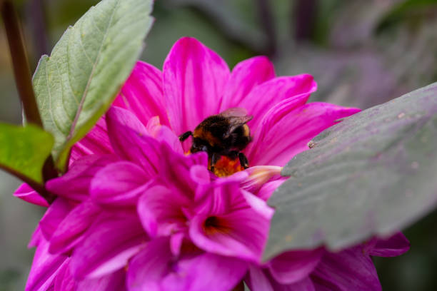 Une abeille sur dahlia - Photo