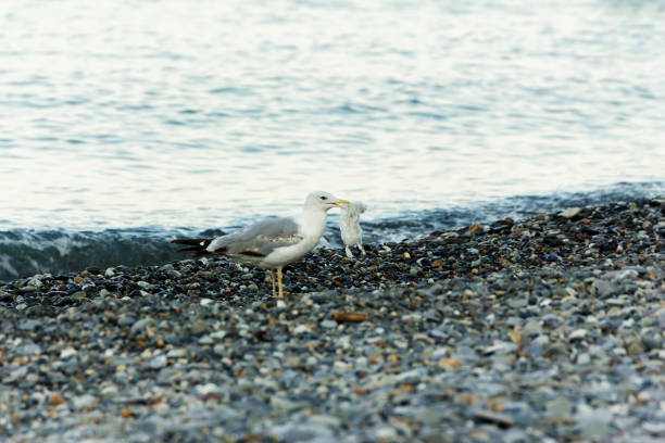 istock A seagull holds a used bag in its beak. 1337086636