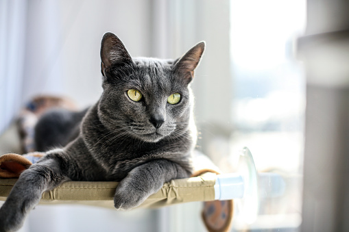 Female Russian Blue cat, about 24 months old.
