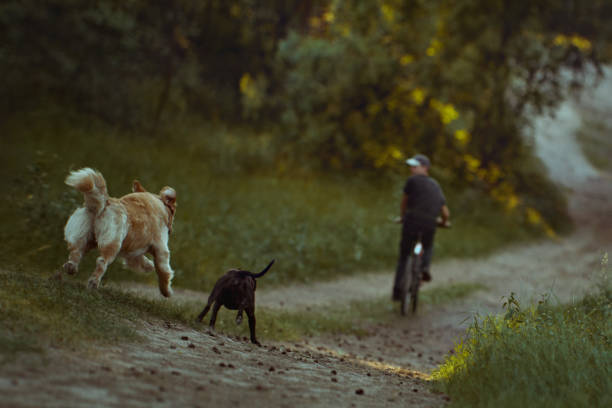 dogs chasing a frightened cyclist - chewing imagens e fotografias de stock