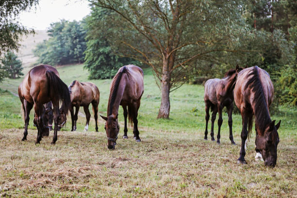 istock horses on the field between the hills 1337088863