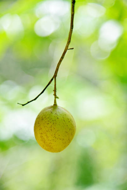 istock Nutmeg or muscat nuts growth on the tree under a sunny day 1337088921