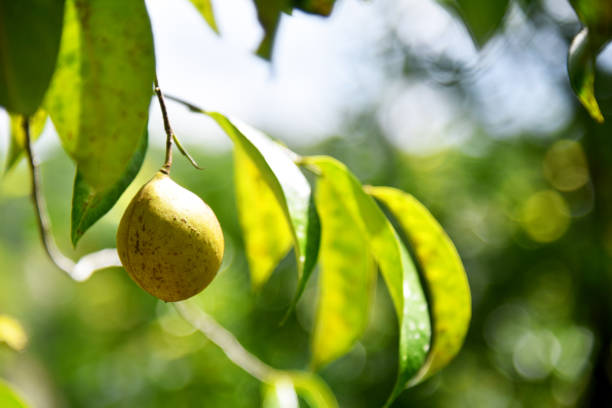 istock Nutmeg or muscat nuts growth on the tree under a sunny day 1337088922