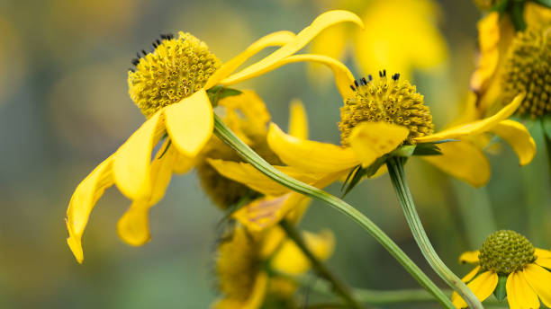 istock Yellow Wild Flowers Being Tossed by a Gentle Breeze 1337090969