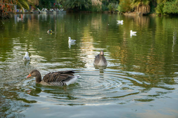 Ducks swimming in the pond