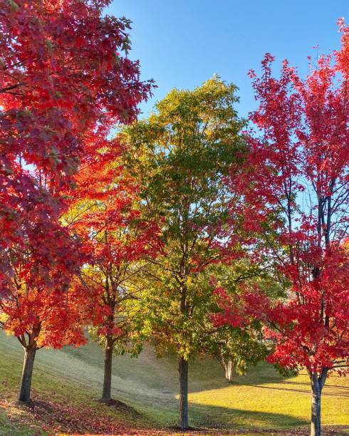 istock Colorful Autumn Trees 1337091104