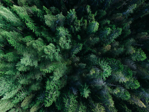 istock Bird's-eye view of evergreen trees.Texture or background 1337091168