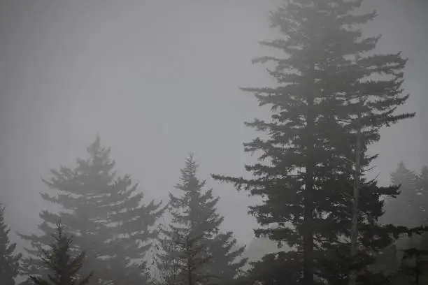 Photo of Motionless Forest Enveloped in the Silent Mountain Fog
