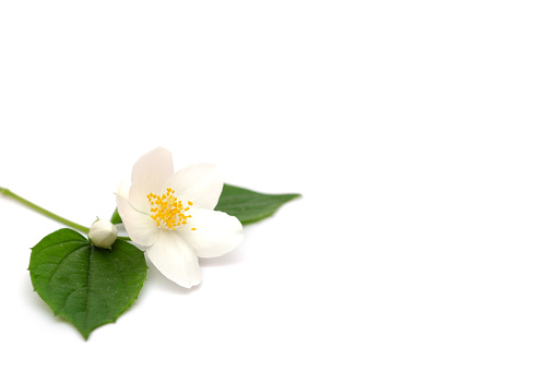Composition of jasmine flowers. Holiday and summer concept. Flat lay, top view.