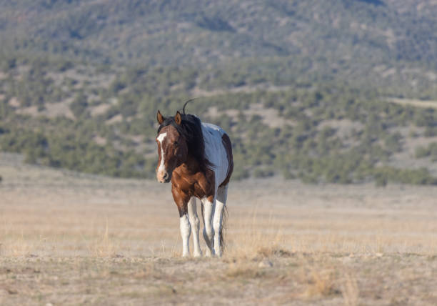 a wild horse in the Utah desert