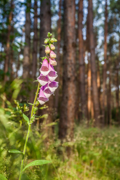istock thimble, foxglove plant flower in front of forest with great daylight 1337092685