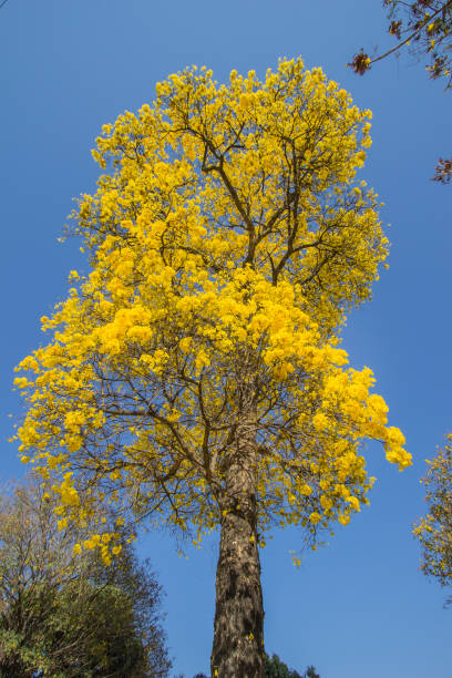 istock Brazilian Savannah Yellow Flower 1337092791