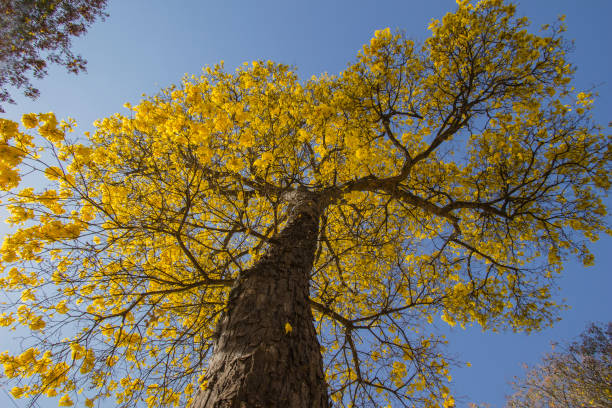 istock Brazilian Savannah Yellow Flower 1337092795