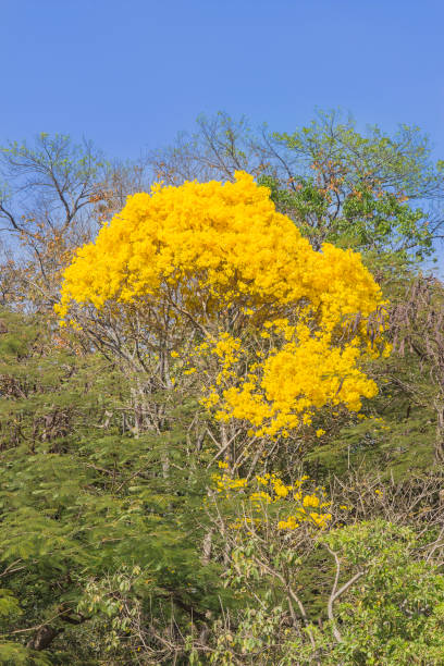 istock Brazilian Savannah Yellow Flower 1337092828