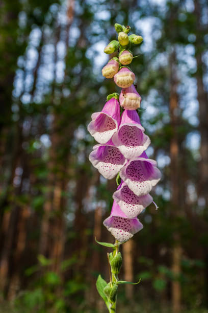 istock thimble, foxglove plant flower in front of forest with great daylight 1337092836