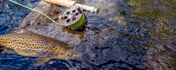 istock Beautiful brook trout caught during fly fishing. 1337092933