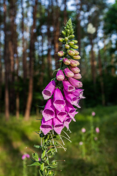 thimble, foxglove plant flower in front of forest with great daylight
