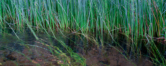 Reedbeds in a nature reserve.