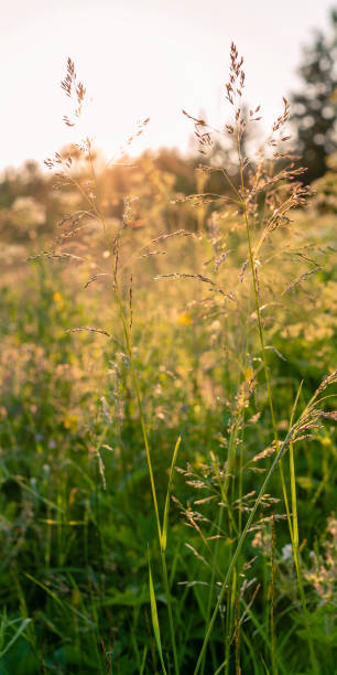 istock Green grass sunset. A beautiful field on a summer day. Vertical format. 1337093582