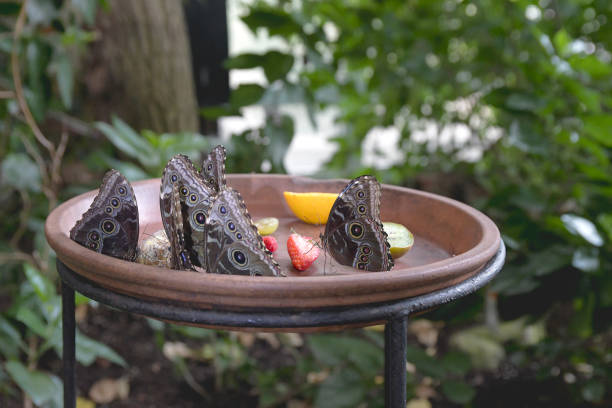 Blue Morpho butterflies. Closeup. Feeding on fruit on a large plate