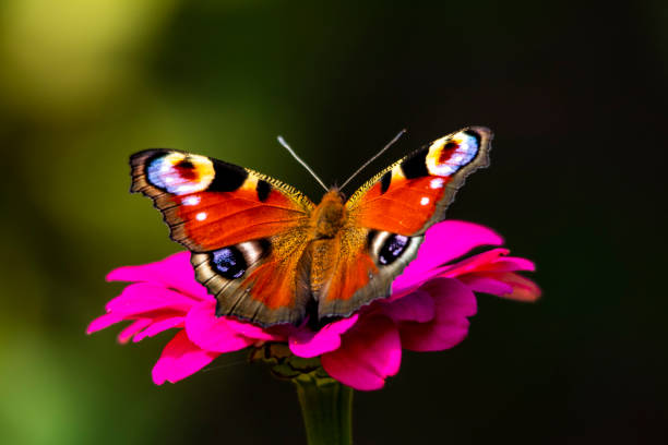 istock Peacock butterfly drinks nectar while sitting on a pink flower close-up on a dark background 1337094668