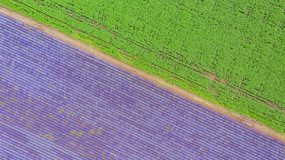 Aerial panorama view of big lavender meadow.