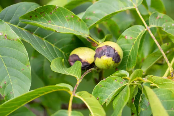 the walnuts are affected by the walnut fruit fly (Rhagoletis completa).