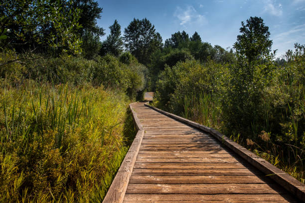 istock Boardwalk to shoreline at Lake Cassidy 1337096041