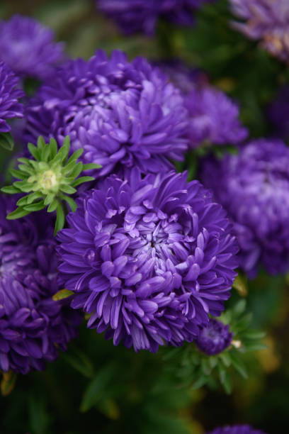 istock Purple peony-shaped asters, close-up among other flowers 1337096107