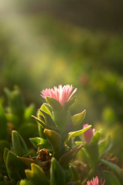 Macro of a tiny flower bathed in a ray of sunlight.
