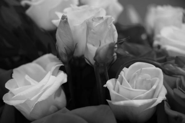 白黒写真。新鮮なバラの花束。 - macro film summer plants nature ストックフォトと画像