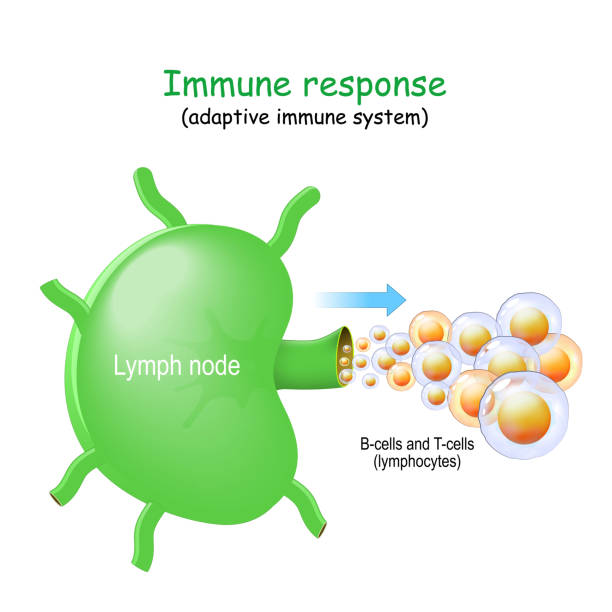 illustrazioni stock, clip art, cartoni animati e icone di tendenza di linfonodi e cellule b e cellule t. - white blood cell human immune system virus cell
