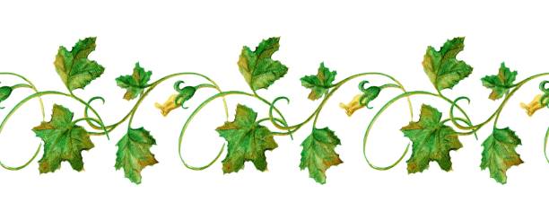 Cartoon Of The Pumpkin Vine Leaves Illustrations, Royalty-Free Vector  Graphics & Clip Art - iStock