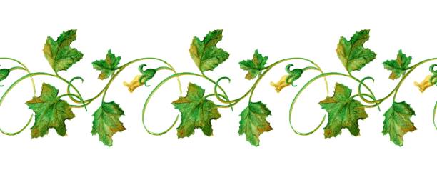 Cartoon Of The Pumpkin Vine Leaves Illustrations, Royalty-Free Vector Graphics & Clip Art - iStock Cartoon Of The Pumpkin Vine Leaves Illustrations, Royalty-Free Vector Graphics & Clip Art - iStock