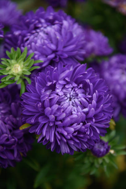 istock Purple peony-shaped asters, close-up among other flowers 1337097352