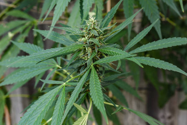 istock Close up cannabis leaf with white background 1337098166