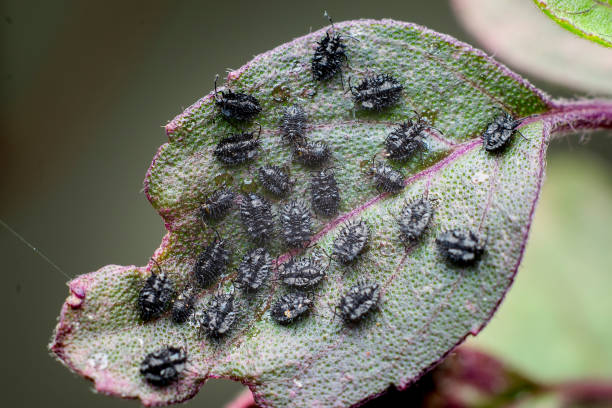 les nymphes de psylles noires colonient sur la feuille de la plante sacrée de basilic. ces insectes sont également connus sous le nom de poux des plantes sauteuses. ces insectes endommagent les feuilles et affectent la croissance des plantes. mise au poi - colony swarm of insects pest animal photos et images de collection