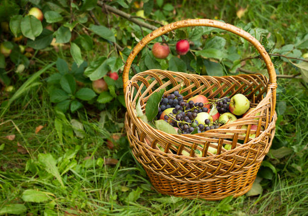 wicker basket with apples and grapes on nature backgrounds, basket under the apple tree