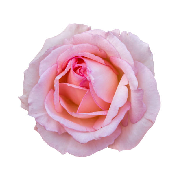 istock Pink rose flower isolated on white background close-up 1337098488